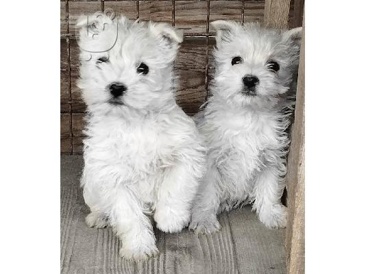 Westie terrier